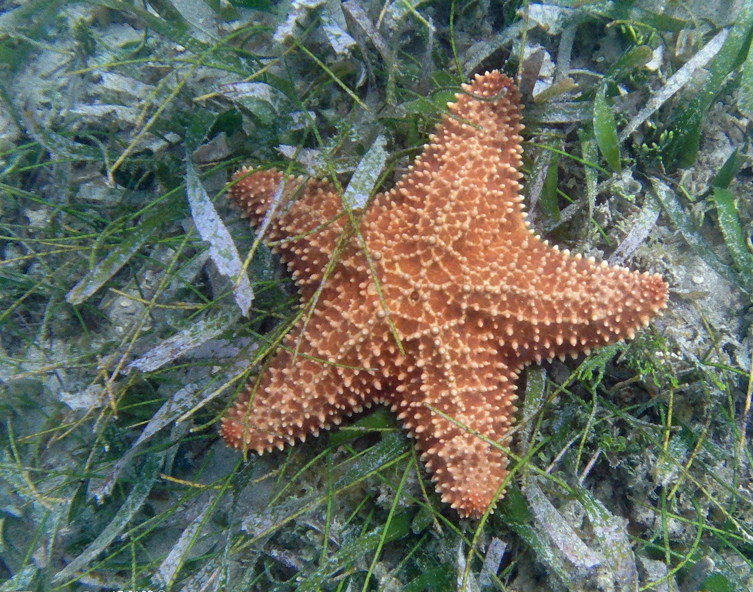 Cushion Sea Star Scientific Name | Home Design Ideas